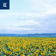夏